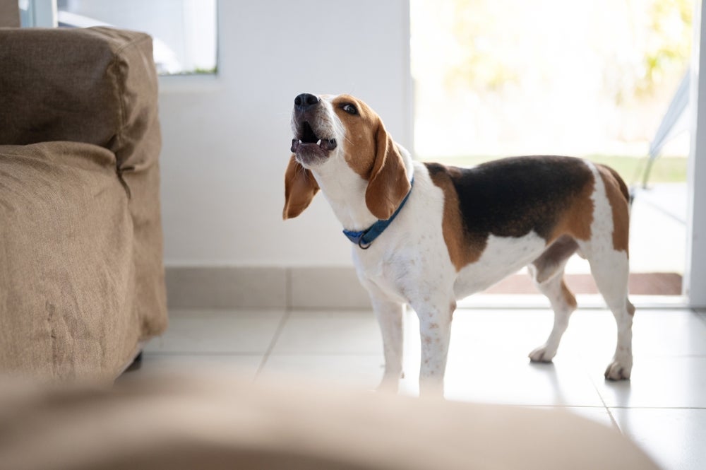 cachorro beagle latindo em casa