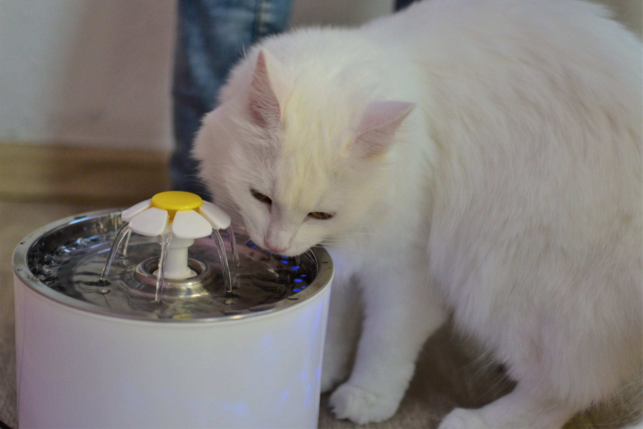 Gato branco bebendo água em bebedouro