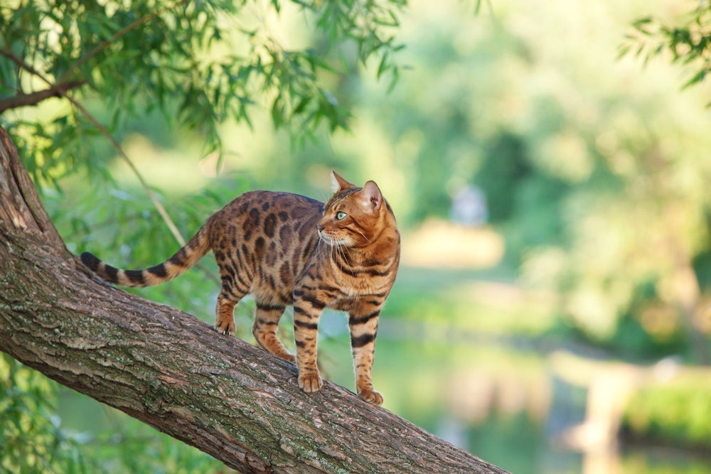 gato bengal em cima de tronco de árvore