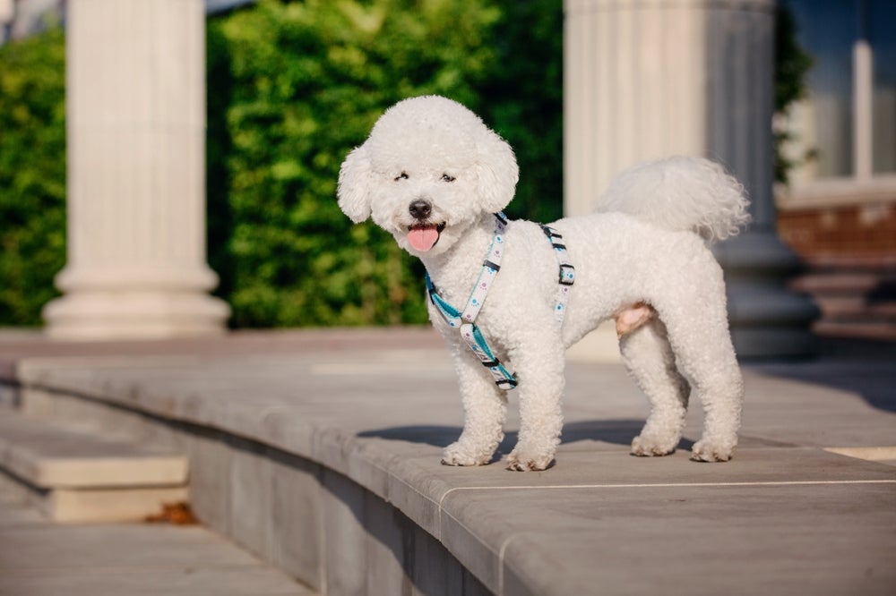 cachorro bichon frisé de coleira