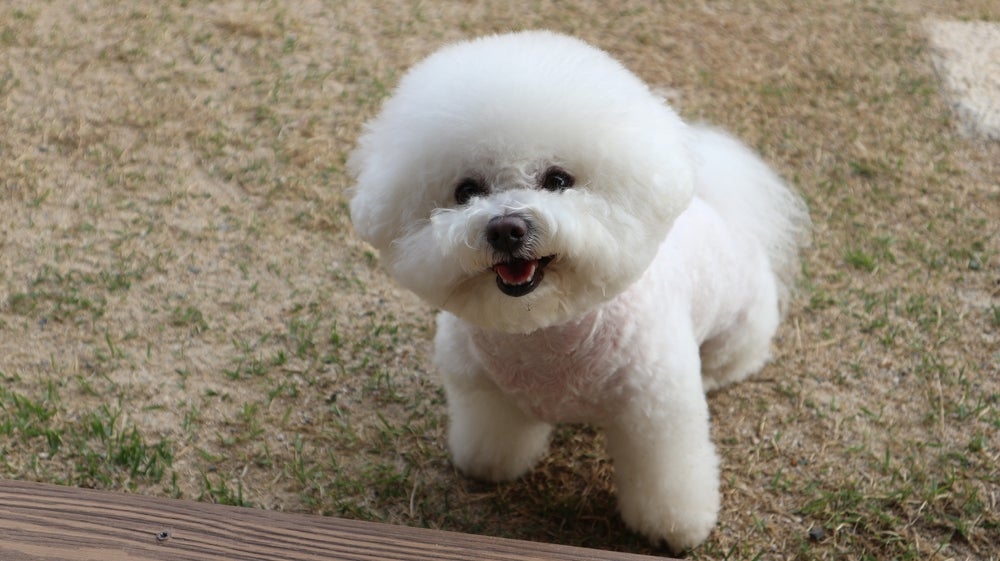 cachorro bichon frisé sorrindo