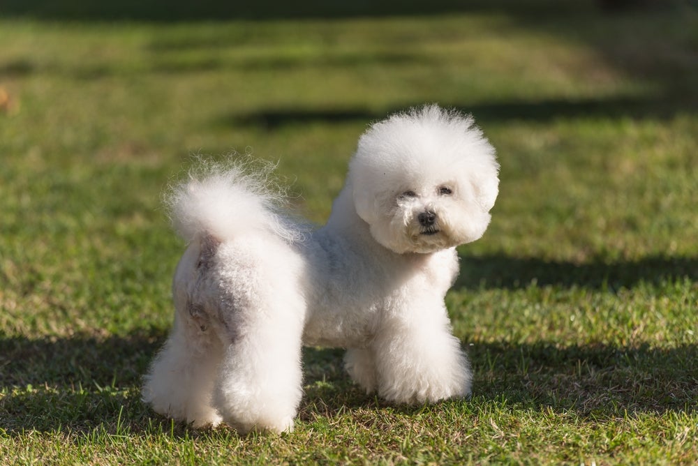 cachorro bichon frisé na grama