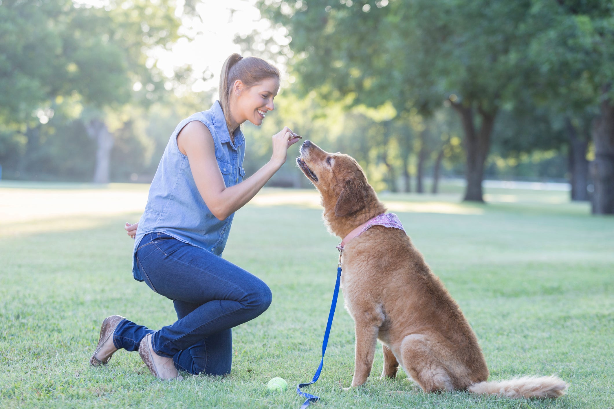 mulher adestrando cachorro e oferecendo petiscos