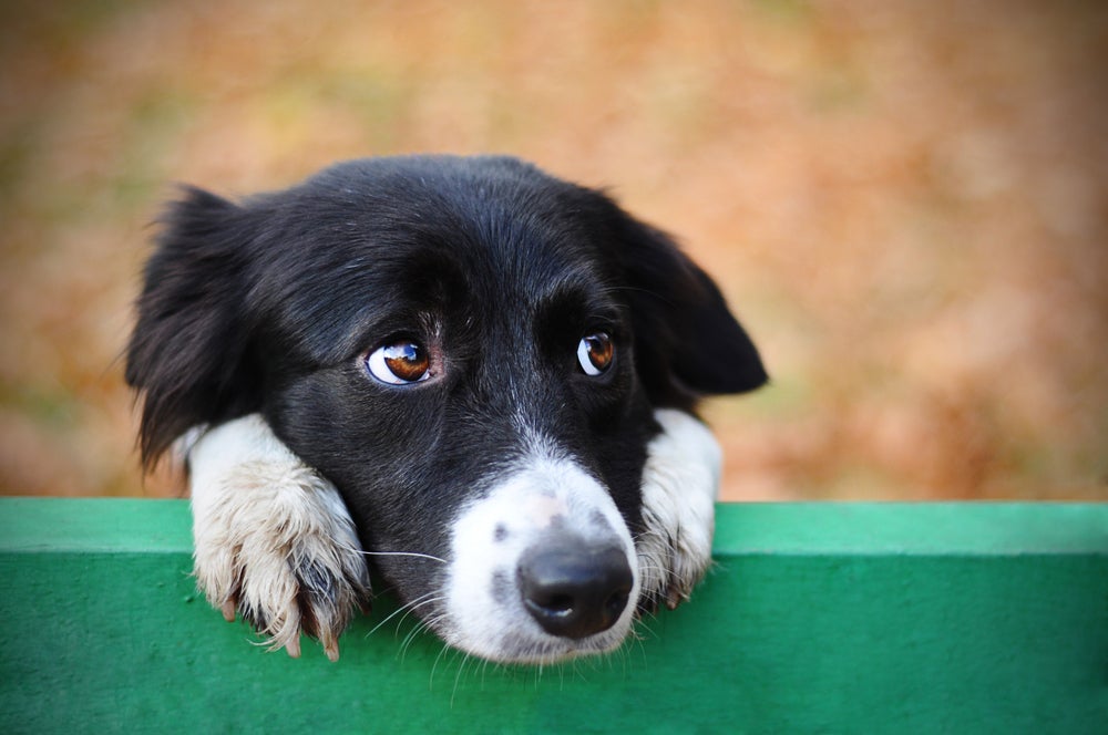 bigode de cachorro: rosto de cachorro