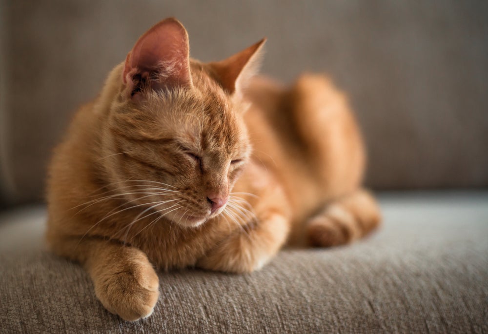 bigode de gato: gato deitado no sofá
