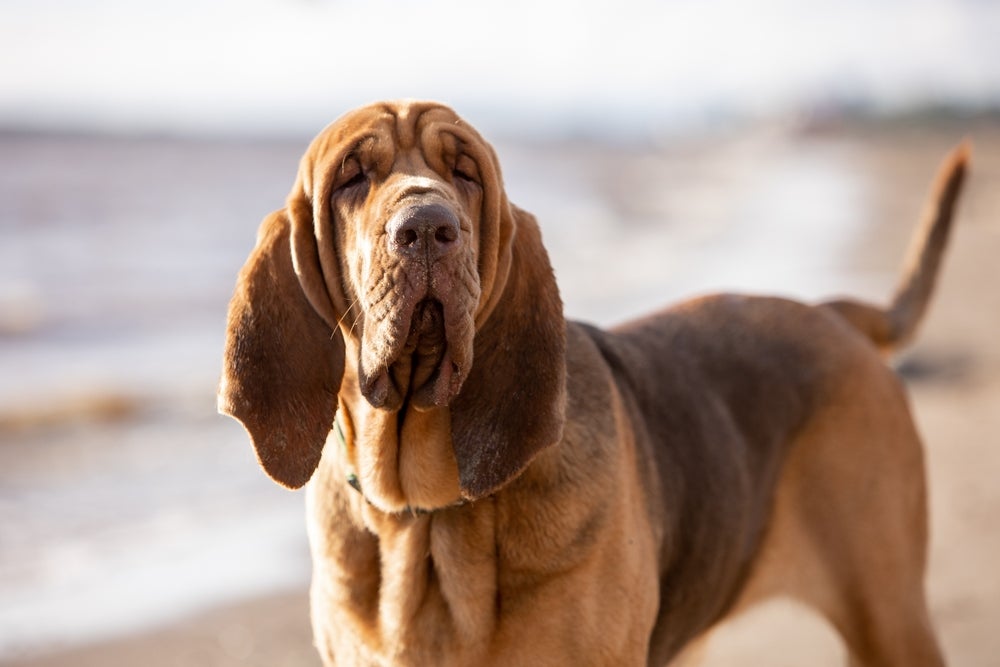 cachorro bloodhound