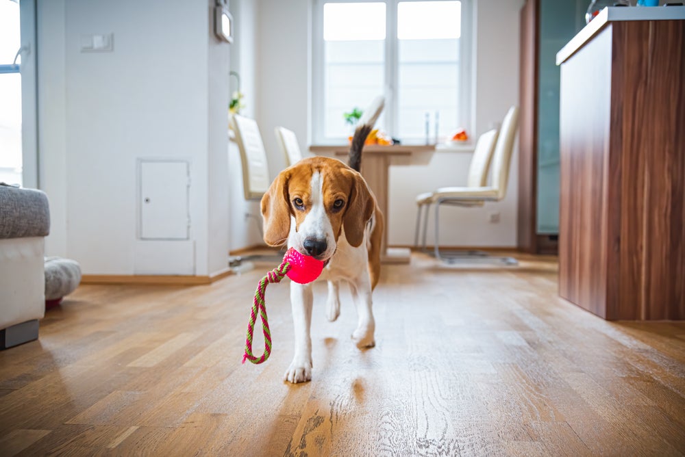 cão brincando com bolinha interativa para cachorro