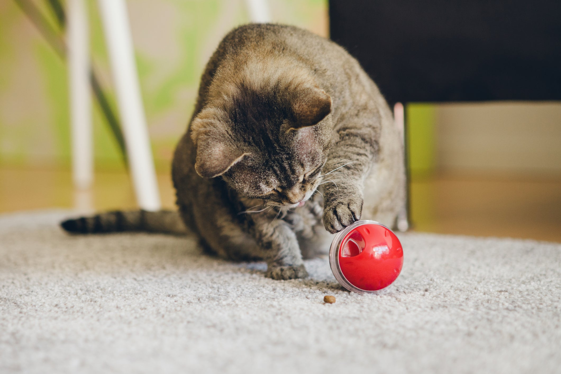Gato cinza brincando com bolinha vermelha em cima de tapete