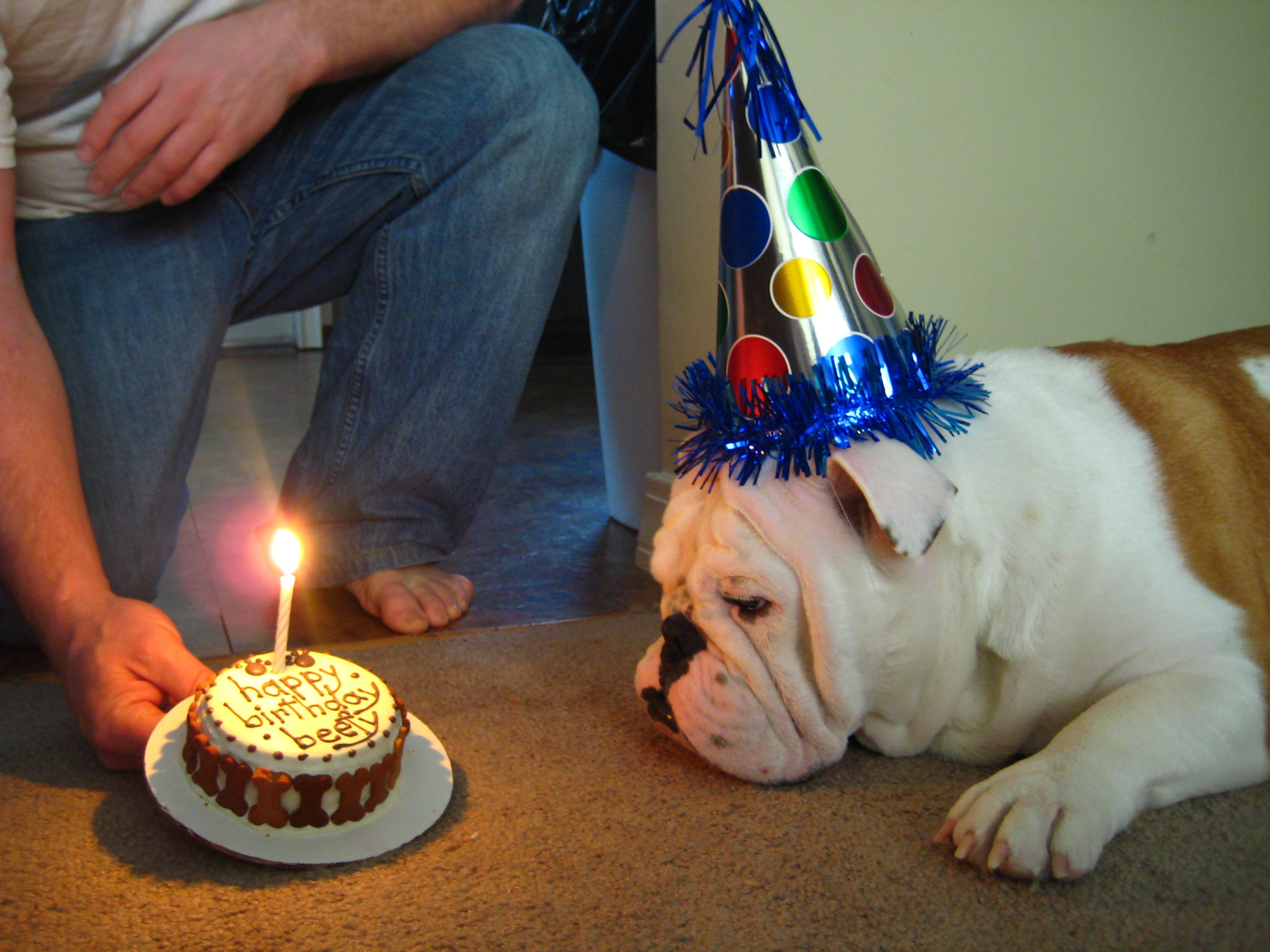 Bulldog Inglês olhando bolo de aniversário para cachorro