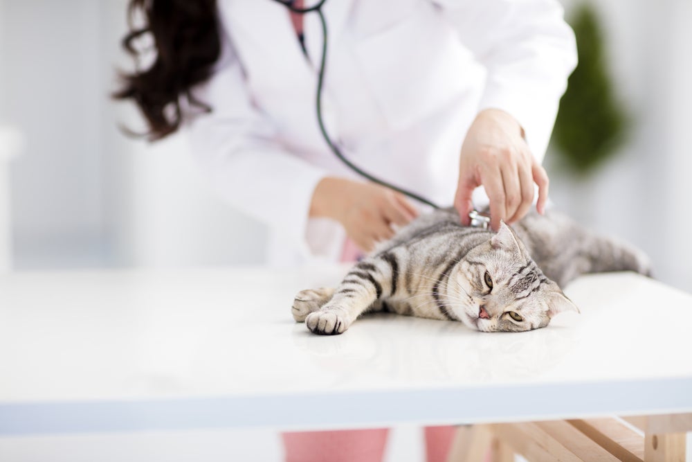 bolsa de contenção para gatos: gato no veterinário