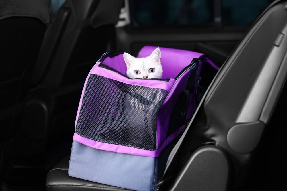 gato na bolsa de transporte para gatos