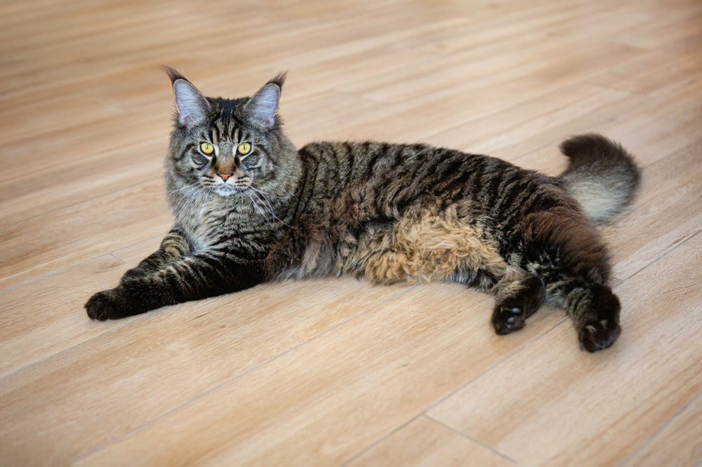 bolsa primordial dos gatos: gato com barriga para cima