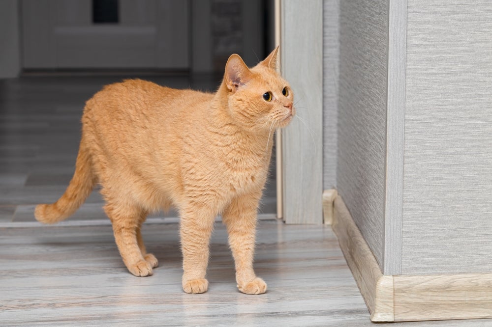 Gato laranja parado mostrando a bolsa primordial em gatos