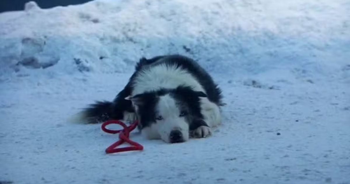border collie messi atuando em anatomia de uma queda deitado na neve