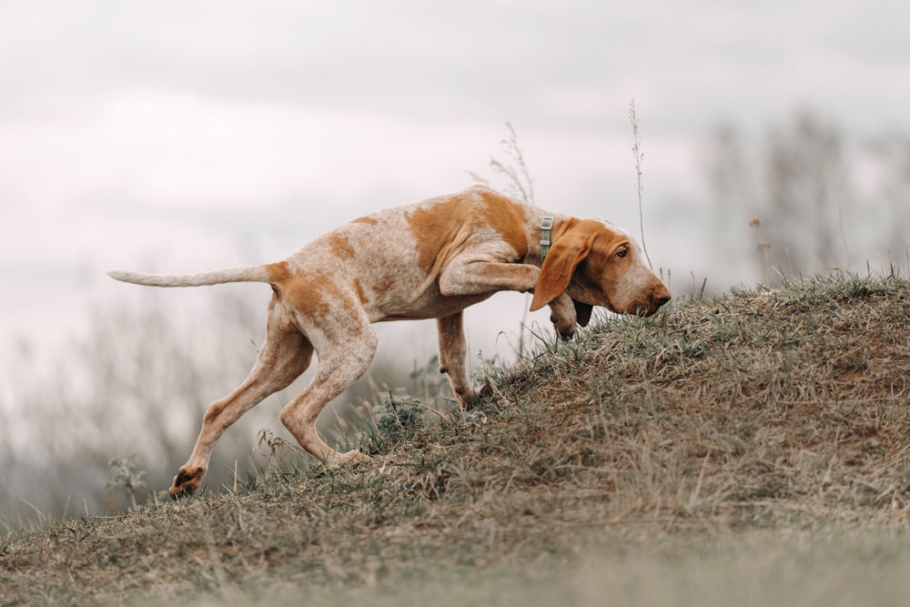 cachorro braco italiano cheirando a grama