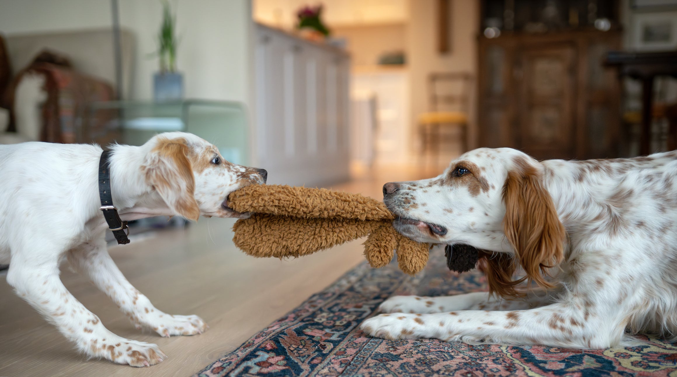 Cães brigam disputando pedaço de pano dentro de uma casa