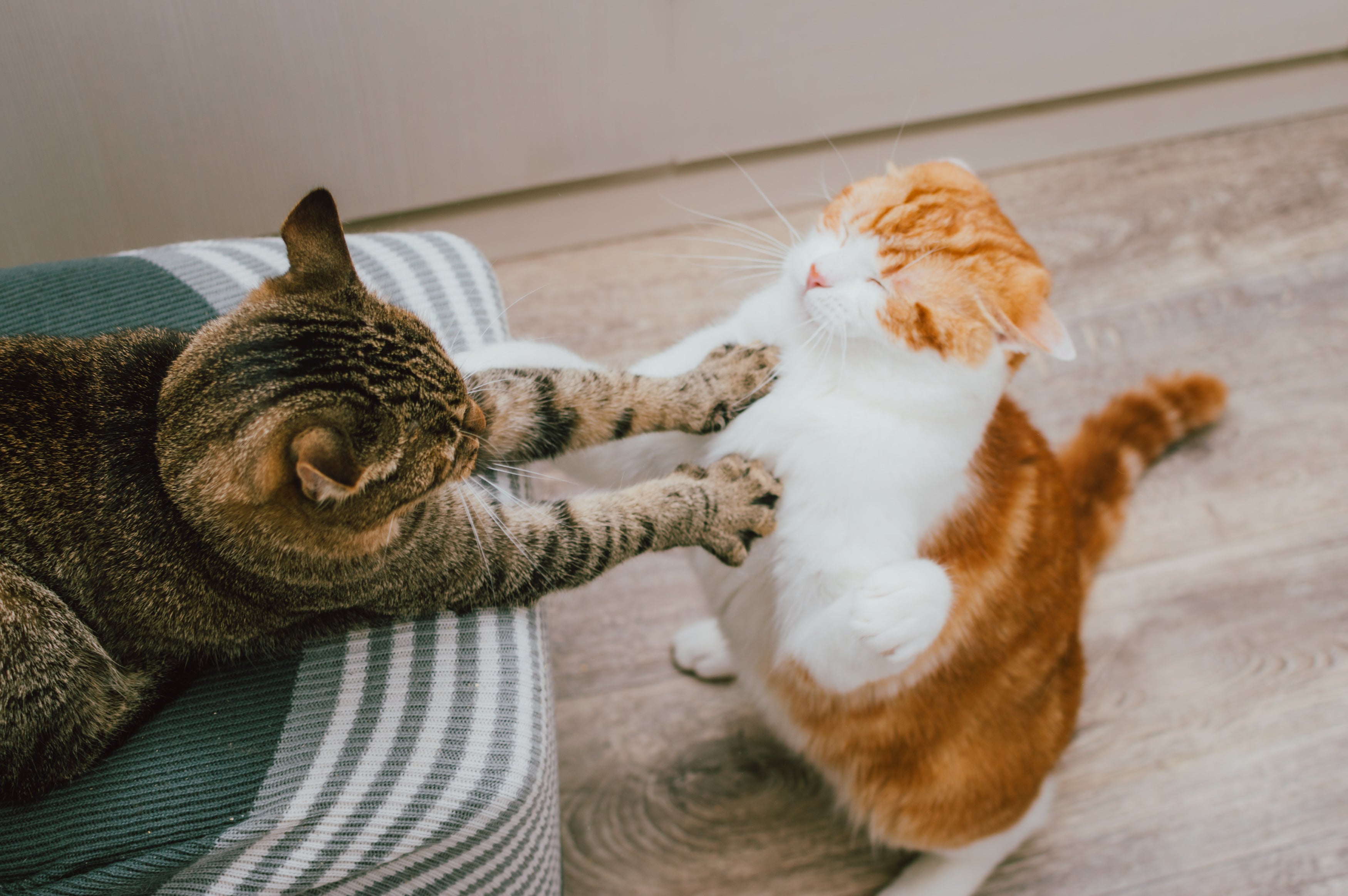 Gatinhos brigando dentro de casa