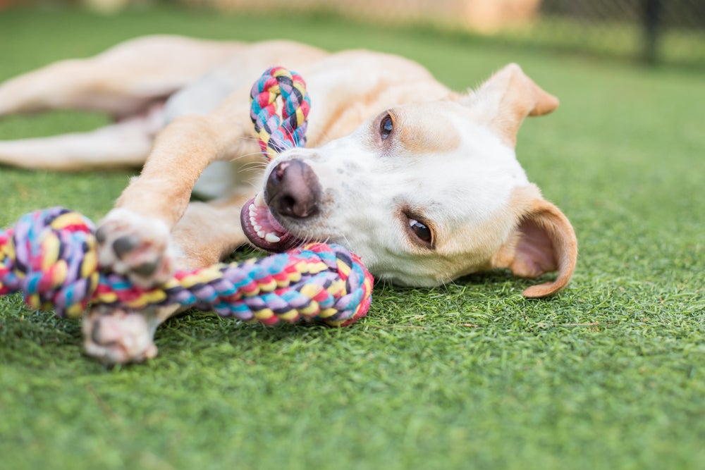 brincadeiras para cachorro: cão brincando de cabo de guerra