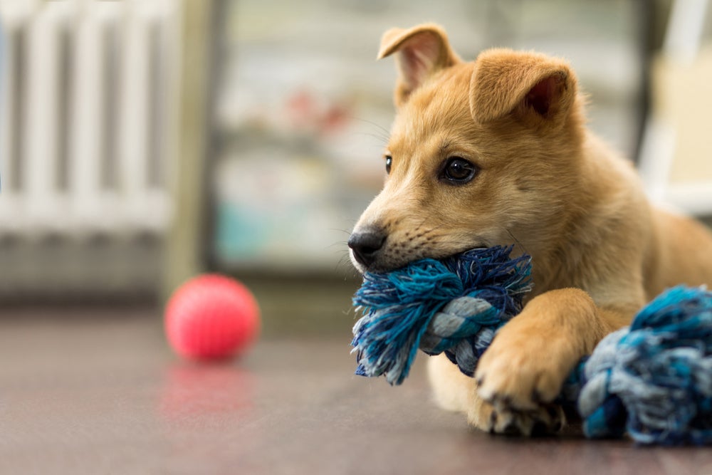 brincadeiras para cachorro: cão brincando de cabo de guerra