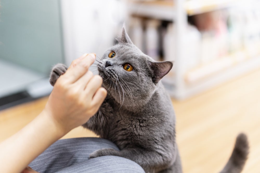 brincadeiras para gatos: gato comendo petisco antes de brincar