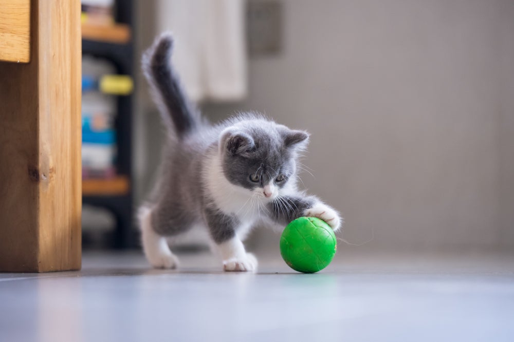 brincadeiras para gatos: gato brincando com bolinha