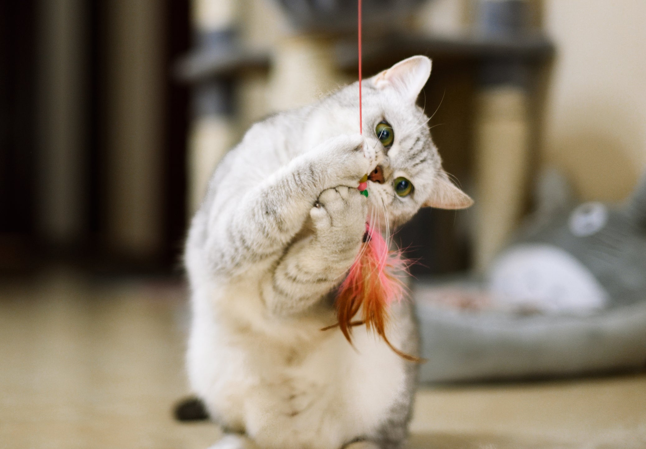 Gato mordendo brinquedo com corda