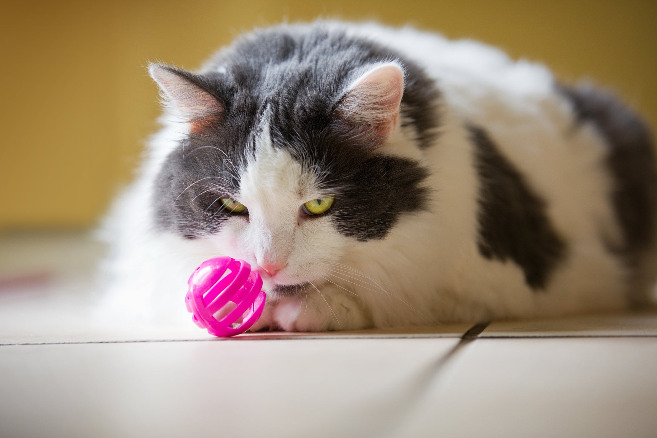 Gato branco e cinza olhando para bolinha de brinquedo rosa