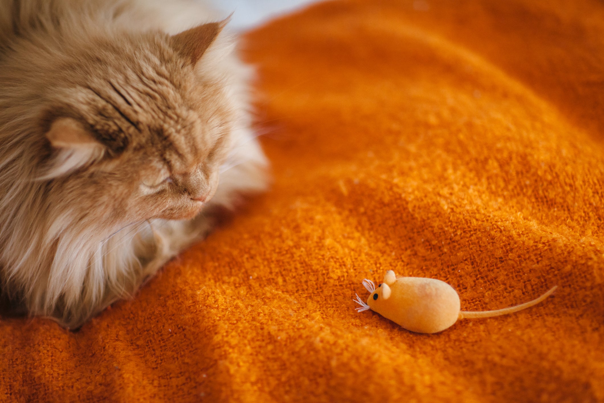 Gato encarando ratinho de brinquedo