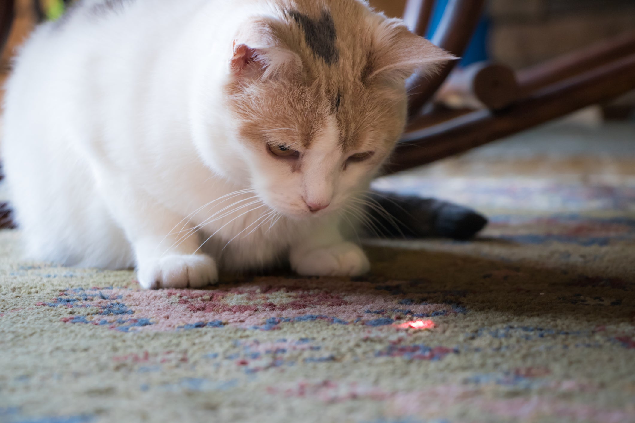 Gato encarando ponto de luz de laser no chão