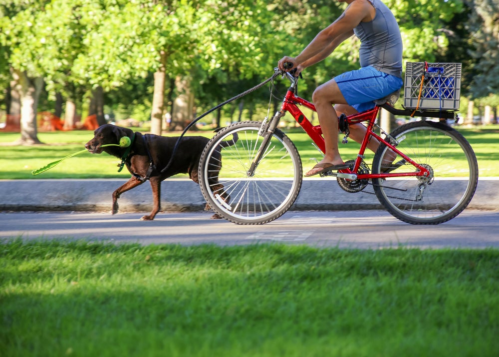 brincar com cachorro: cão andando de bicicleta ao lado do dono