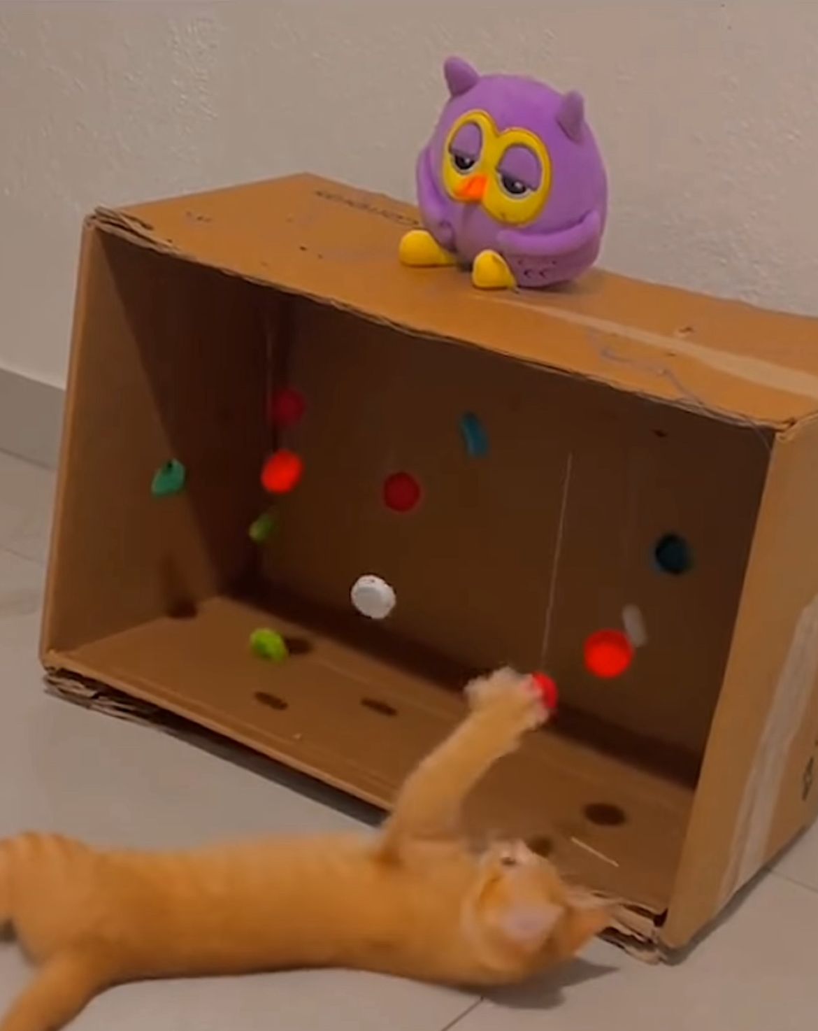 brinquedo caseiro para gato com caixa de papelão deixando felino entretido
