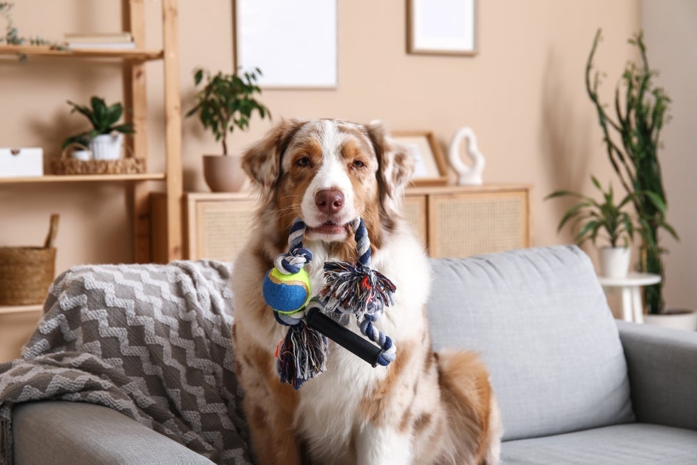 Cachorro segurando brinquedo de corda com a boca em cima de sofá dentro de sala de estar