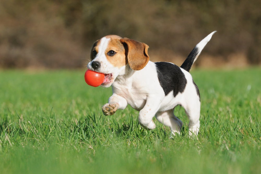 brinquedos interativos para cachorro