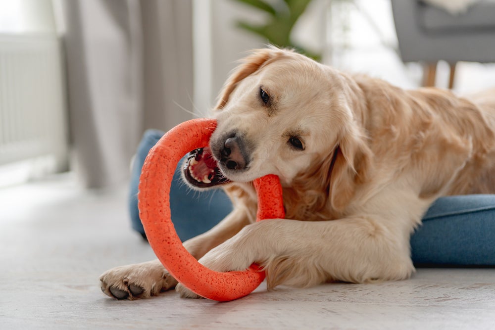 cachorro brincando com brinquedos para cachorro filhote