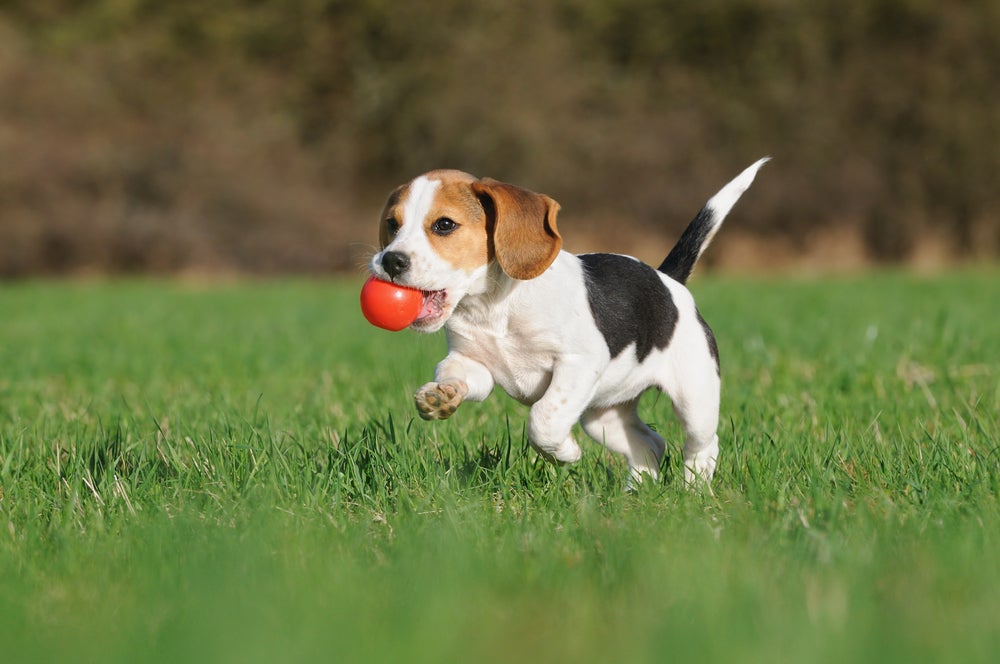 brinquedos para cachorro: cão brincando com bolinha
