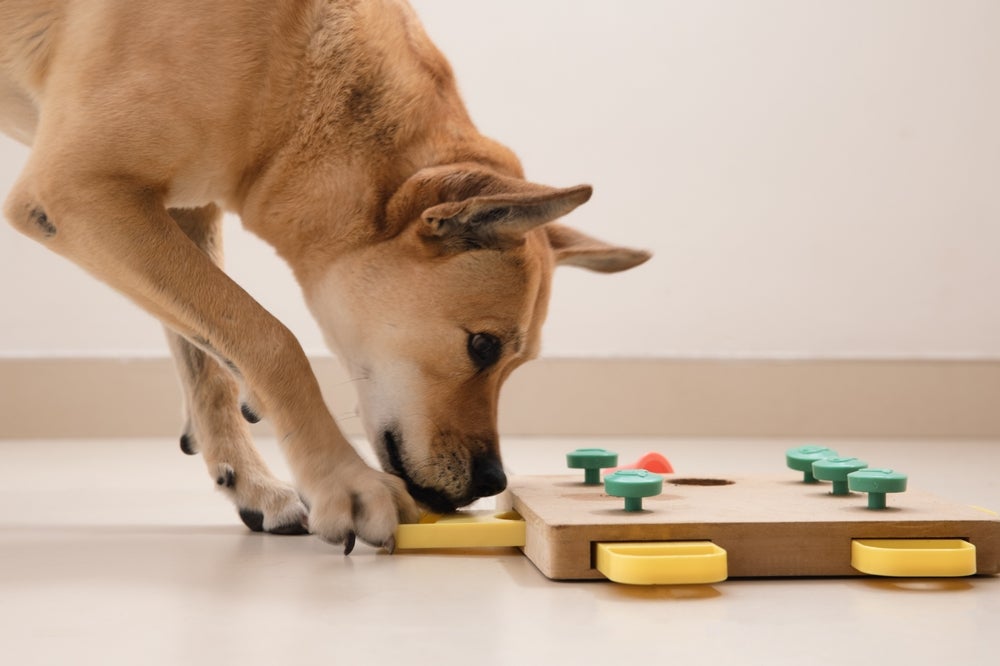 cão brincando com brinquedos para cachorro