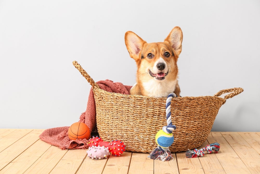 cachorro dentro de bolsa com os brinquedos de cachorro