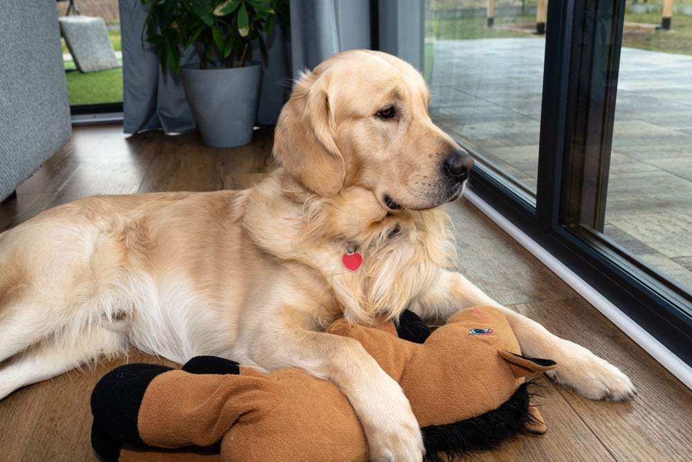brinquedos para cachorros: cão com bichinho de pelúcia