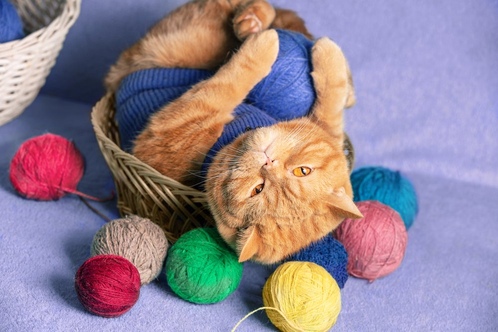 brinquedos para gatos: gato brincando com novelo de lã
