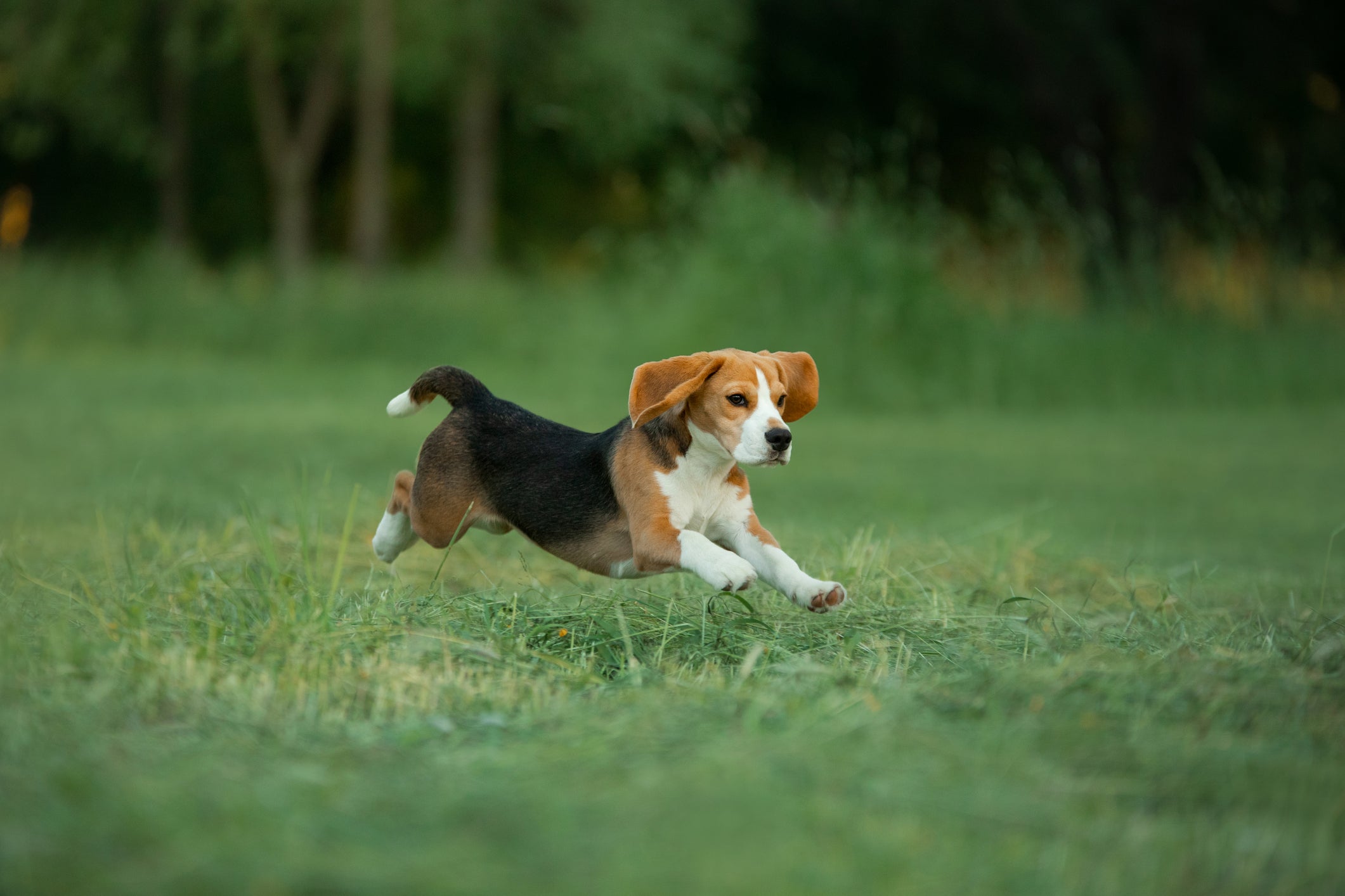 Cachorro da raça Beagle corre no parque