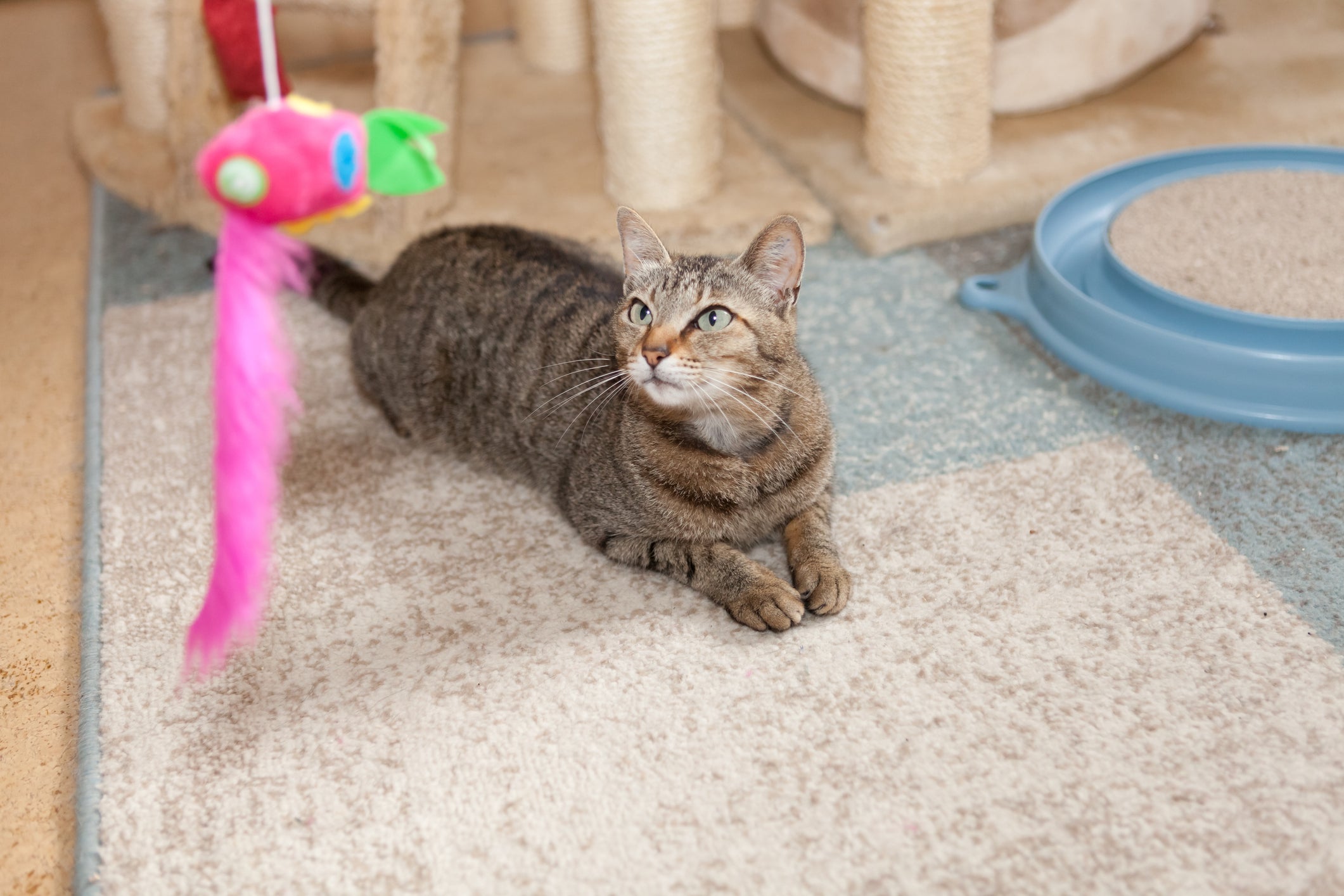 Gato cinza deitado em tapete de olho em brinquedo rosa suspenso