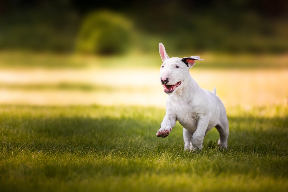 Cão filhote Bull Terrier correndo na natureza