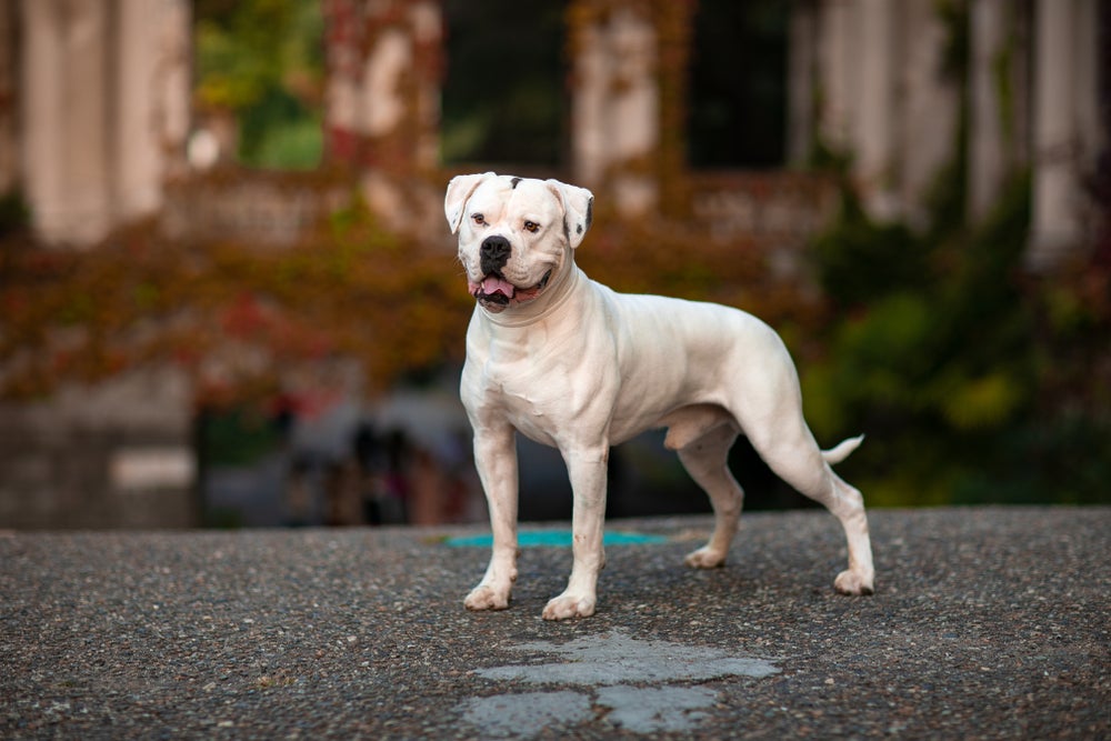 cachorro bulldog americano na calçada