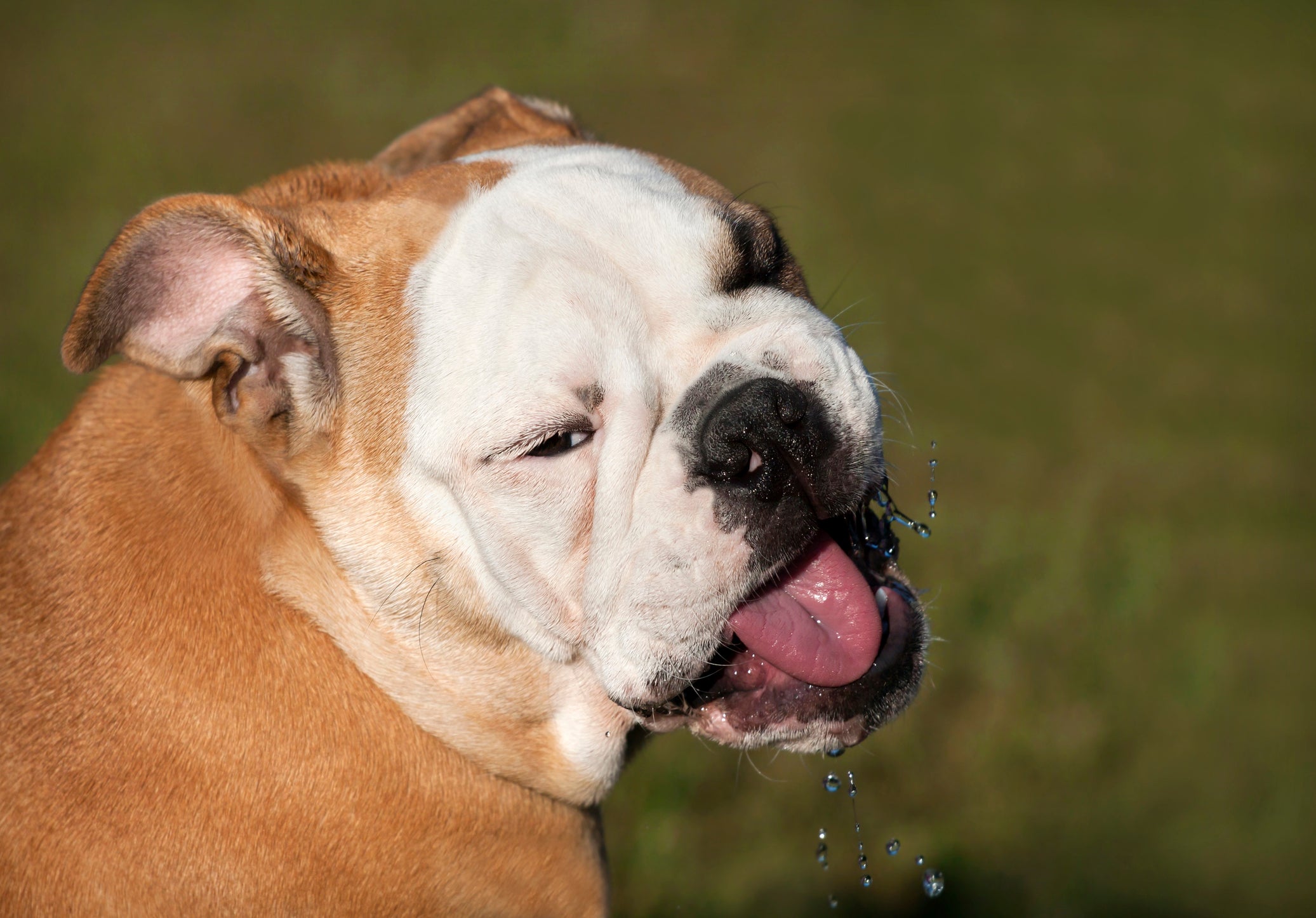 Cachorro salivando muito da raça Bulldog
