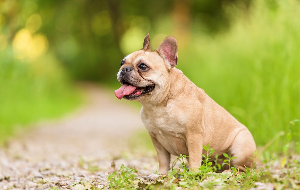 cachorro bulldog francês sorrindo