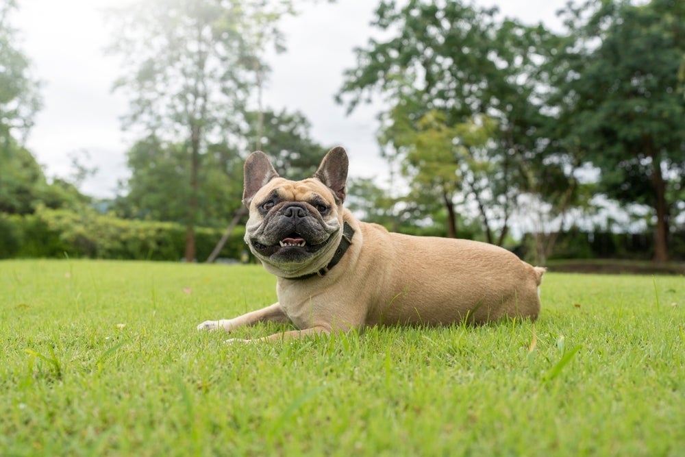 cachorro bulldog francês deitado na grama