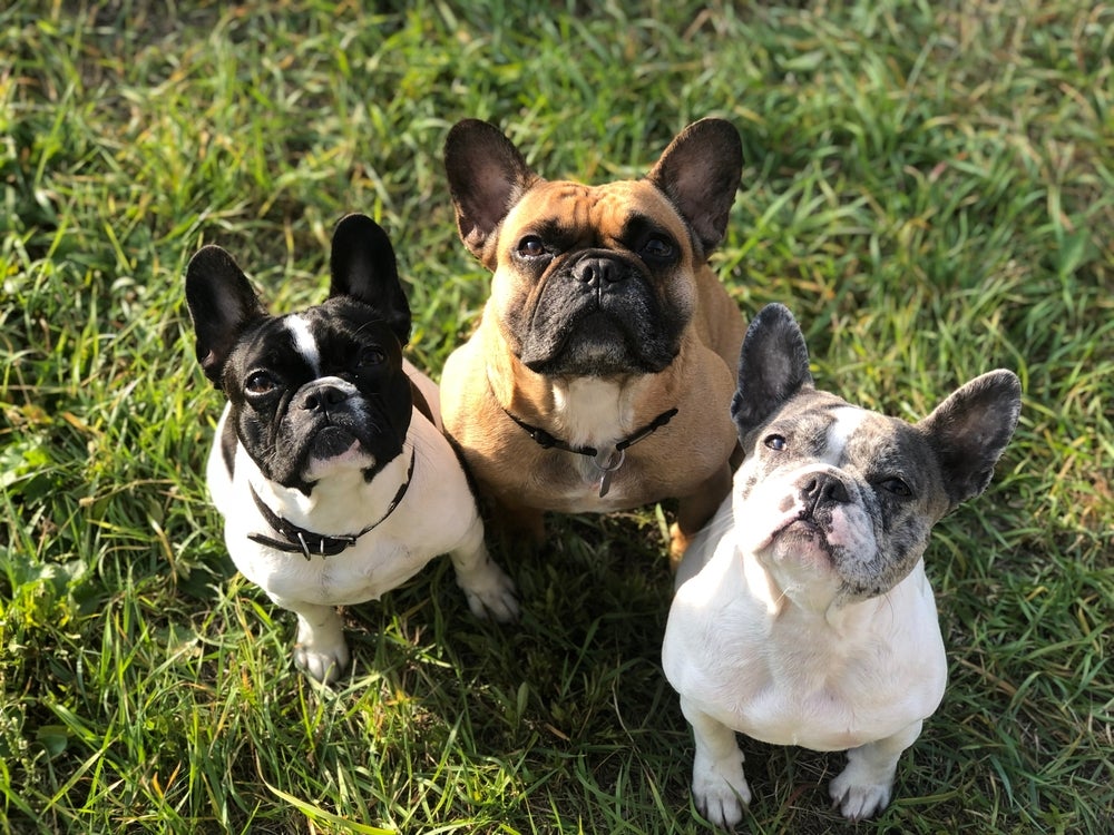 três cachorros bulldog francês
