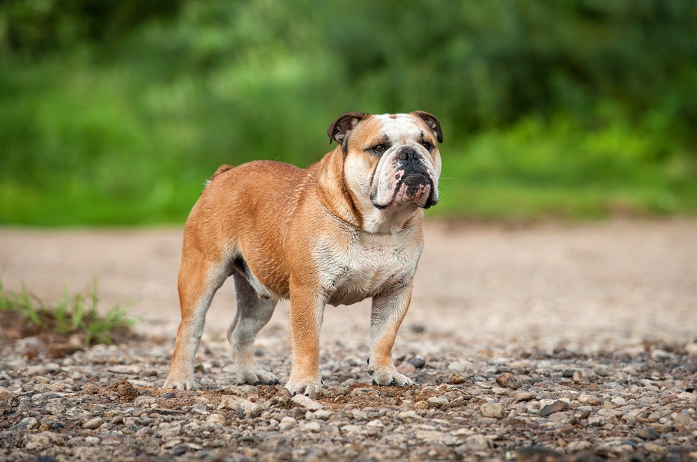 cachorro bulldog inglês andando