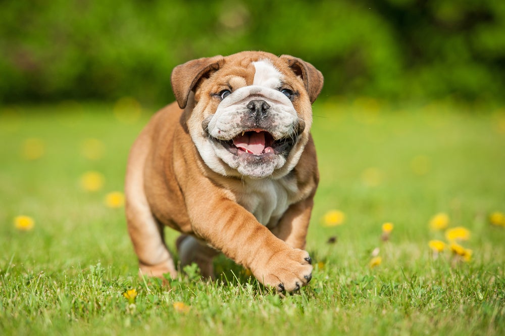 cachorro bulldog inglês correndo