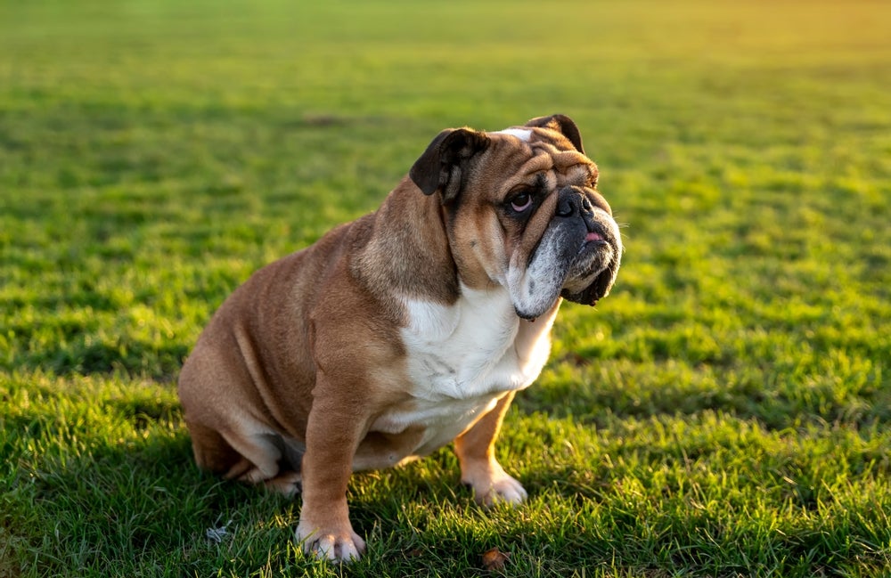 cachorro bulldog inglês na grama